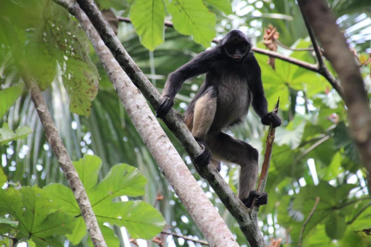 Puerto Misahuallí Playa Tortuga 아파트 외부 사진